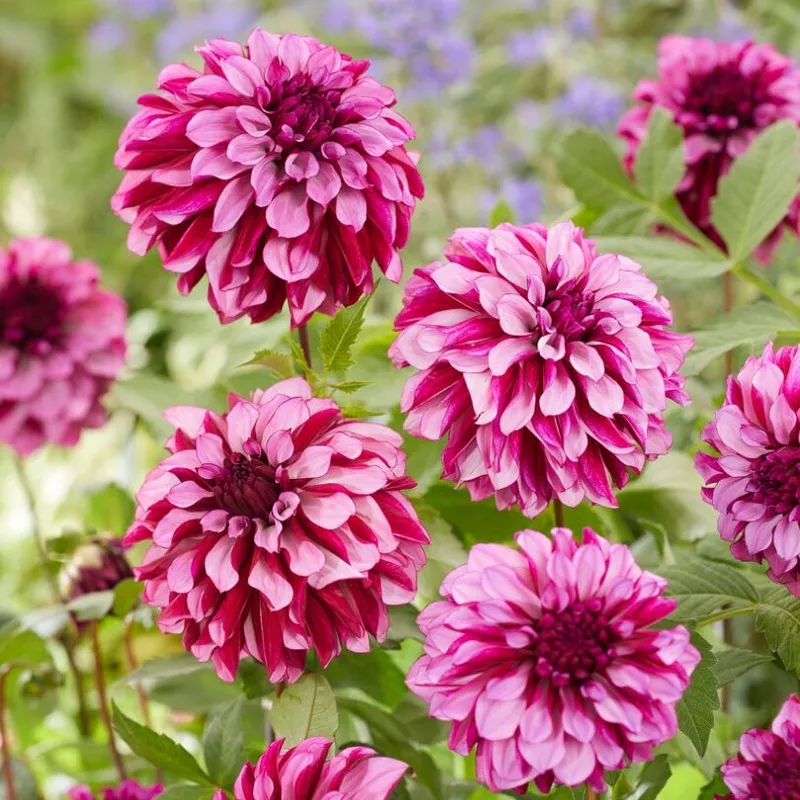 cranberry-classic-dahlia ‘Cranberry Classic’ Dahlia