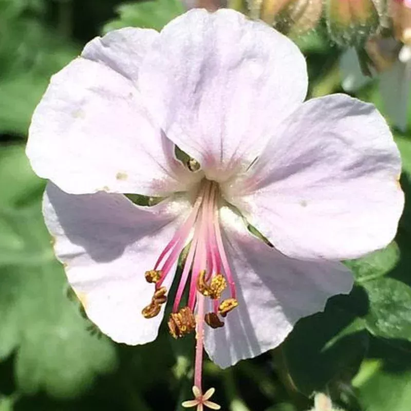 cranesbill-biokovo-true-geranium Cranesbill Biokovo True Geranium