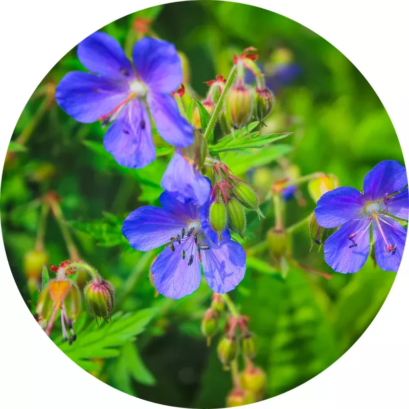 cranesbill-blue-floral-true-geranium Cranesbill Blue Floral True Geranium