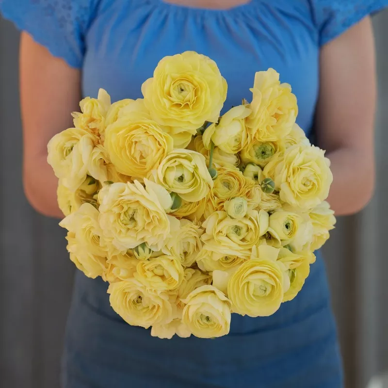 cream-ranunculus-bulbs Cream – Ranunculus Bulbs