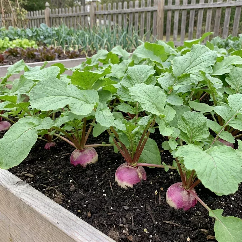 crisp-red-watermelon-radish-seeds-planting Crisp Red Watermelon Radish Seeds for Planting