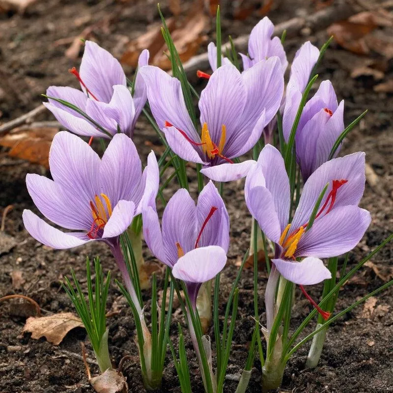 crocus-sativus-saffron-pack-12 Crocus Sativus Saffron (Pack of 12)
