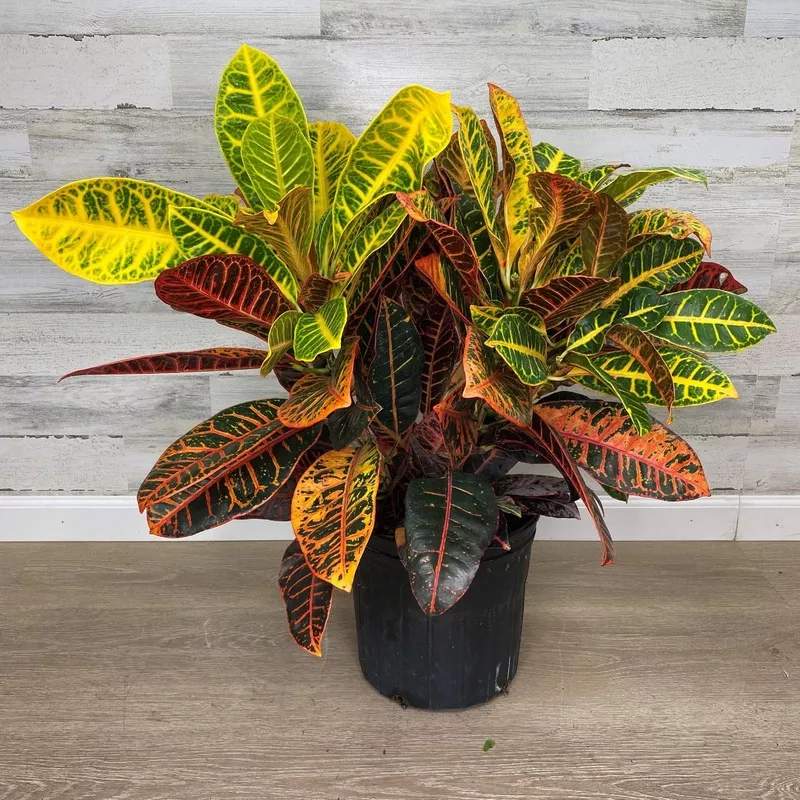 croton-10-inch-pot Croton – 10-inch Pot