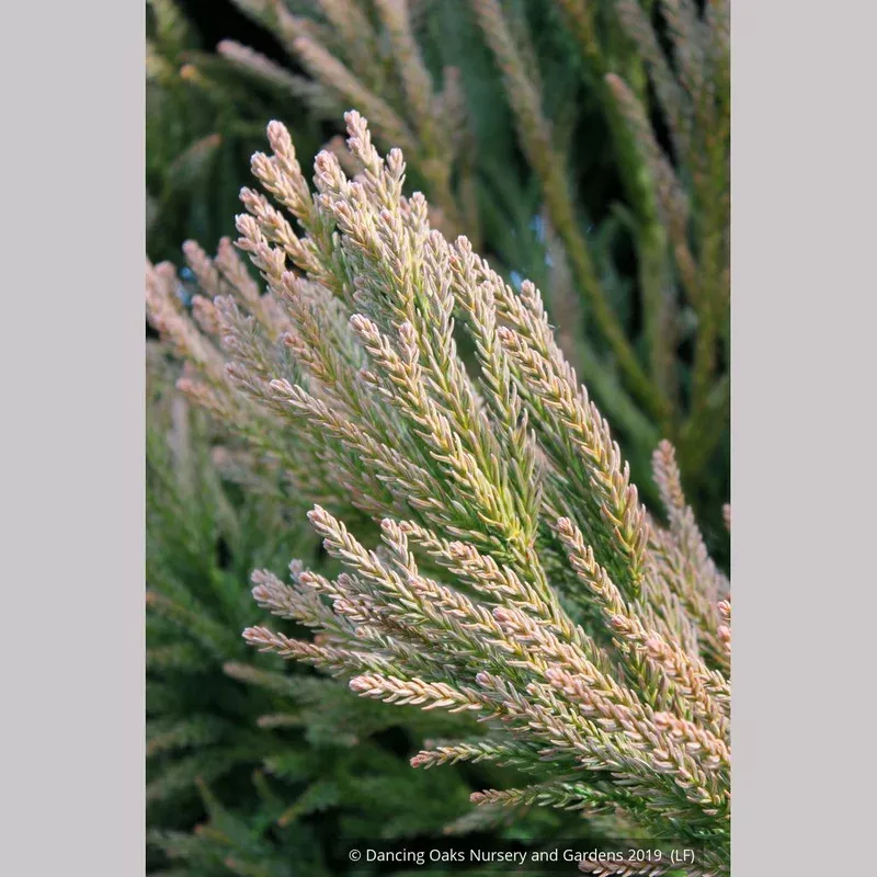 cryptomeria-japonica-dense-jade-japanese-cedar Cryptomeria japonica ‘Dense Jade’ Japanese Cedar