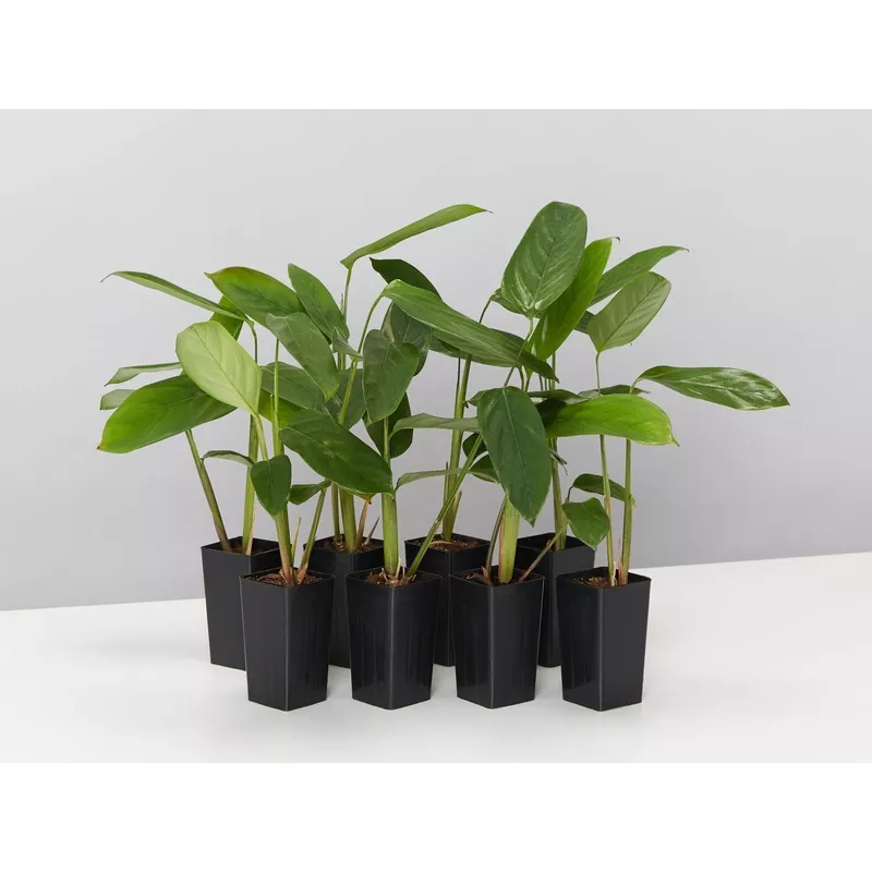 ctenanthe-lubbersiana-green-never-never-plant Ctenanthe lubbersiana The Green Never Never Plant