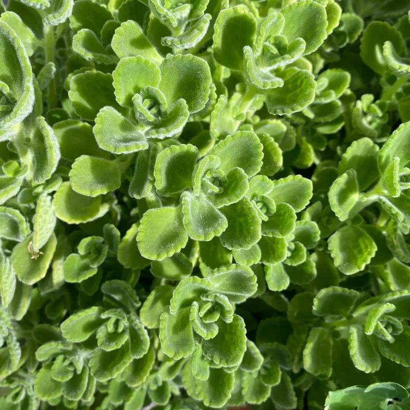 cuban-oregano Cuban Oregano