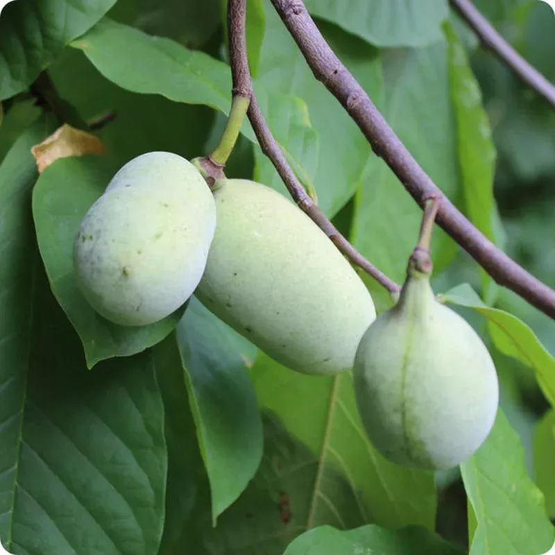 cultivated-improved-pawpaw-asimina-triloba-seeds Cultivated/Improved Pawpaw (Asimina triloba) Seeds