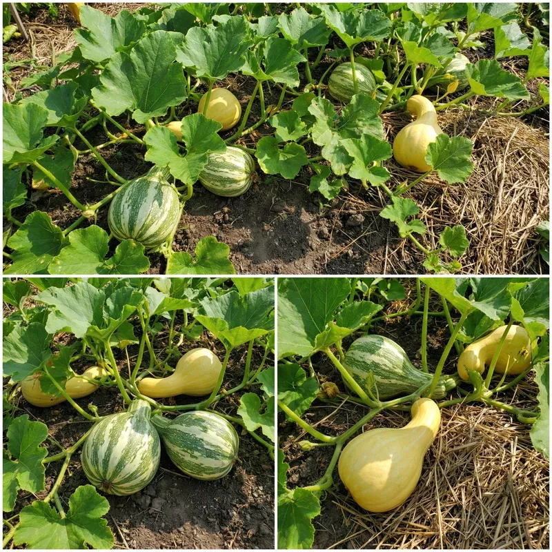 cushaw-pumpkin-seeds-easy-planting Cushaw Pumpkin Seeds for Easy Planting