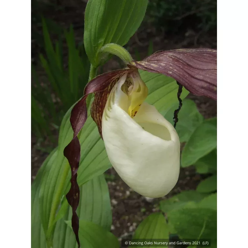 cypripedium-kentuckiense-southern-lady-slipper Cypripedium kentuckiense Southern Lady Slipper