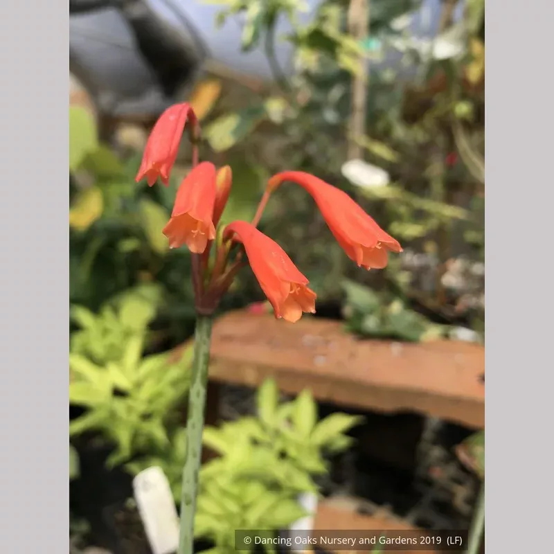 cyrtanthus-brachyscyphus-syn-parviflorus-dobo-lily Cyrtanthus brachyscyphus (syn. parviflorus) Dobo Lily