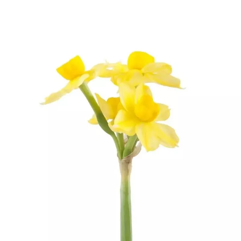 Daffodil Soleil D’or – 50 Stem Bunch