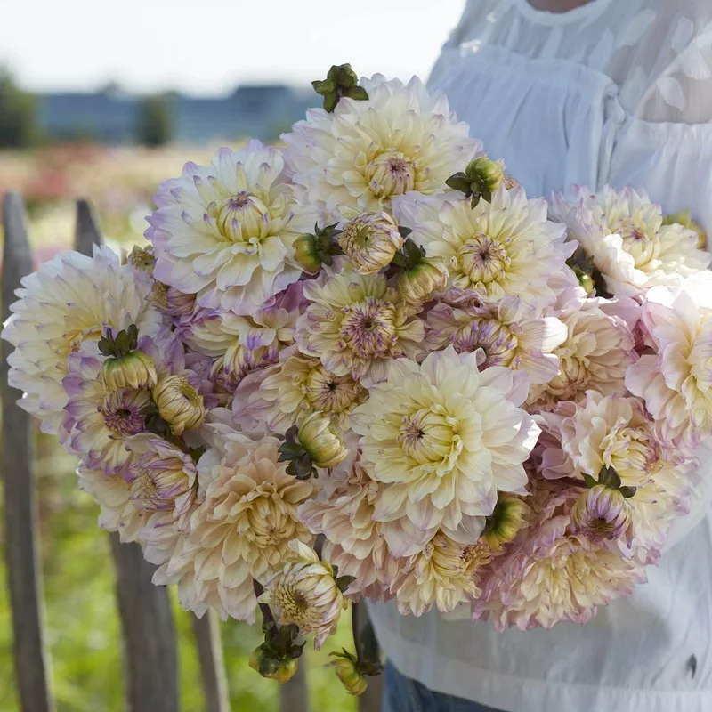 dahlia-tubers-decorative-masterclass Dahlia Tubers (Decorative) – Masterclass