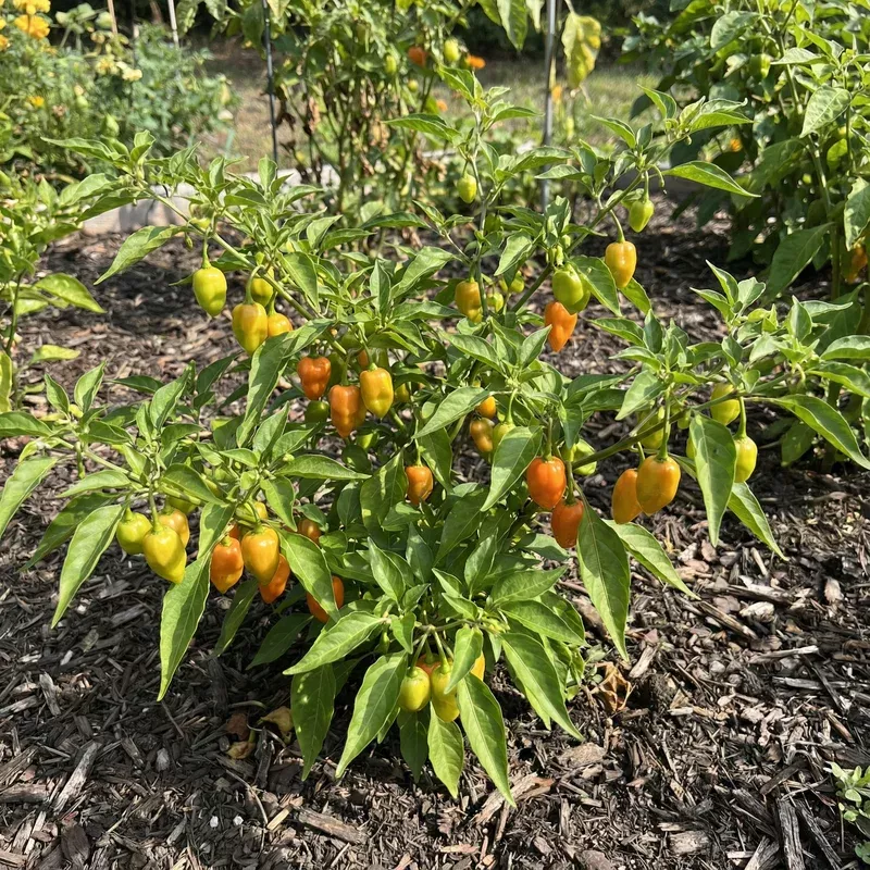 datil-pepper-vegetable-seeds-home-planting Datil Pepper Vegetable Seeds for Home Planting