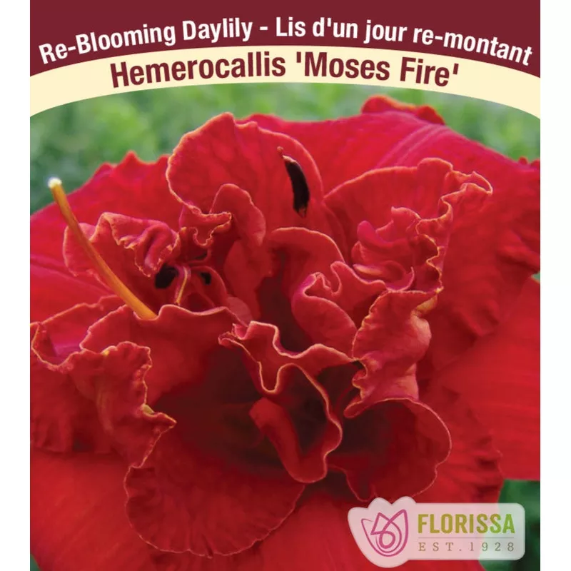 daylily-moses-fire-1-pack Daylily – Moses Fire, 1 Pack