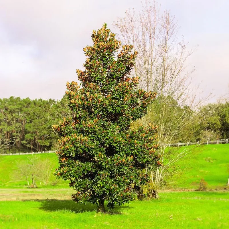dd-blanchard-magnolia-tree Dd Blanchard Magnolia Tree