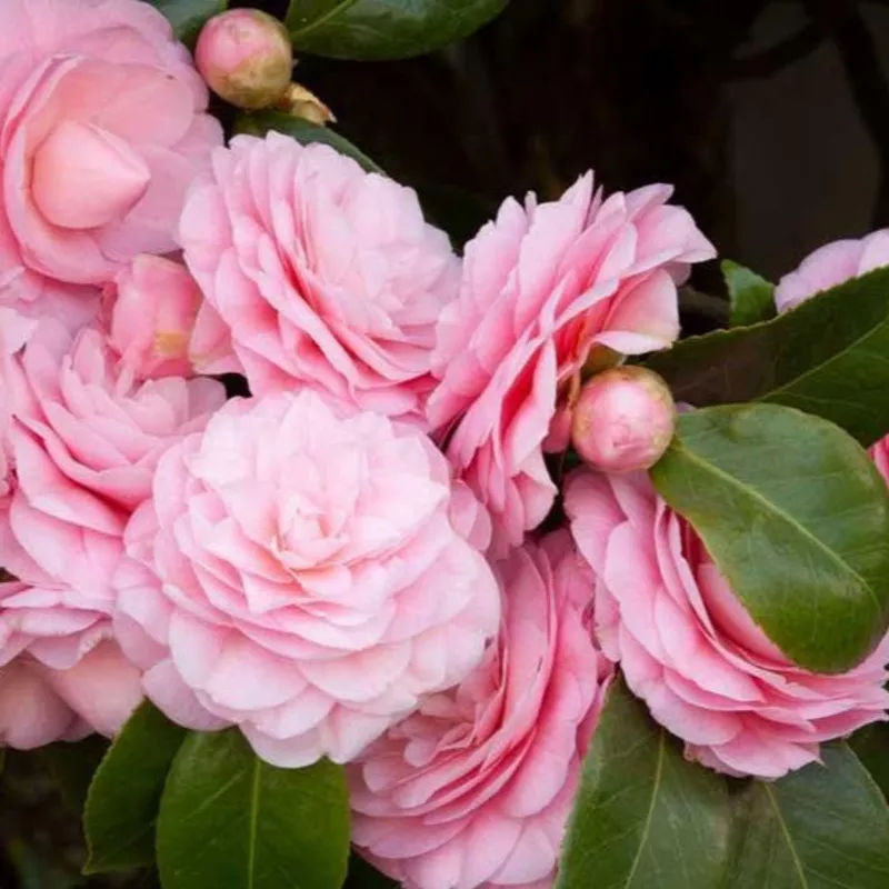 debutante-camellia ‘Debutante’ Camellia