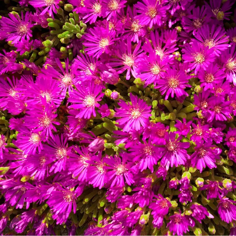 delosperma-hybrida-t1854-ocean-sunset-violet-ice-plant Delosperma hybrida ‘T1854’ ~ Ocean Sunset Violet Ice Plant