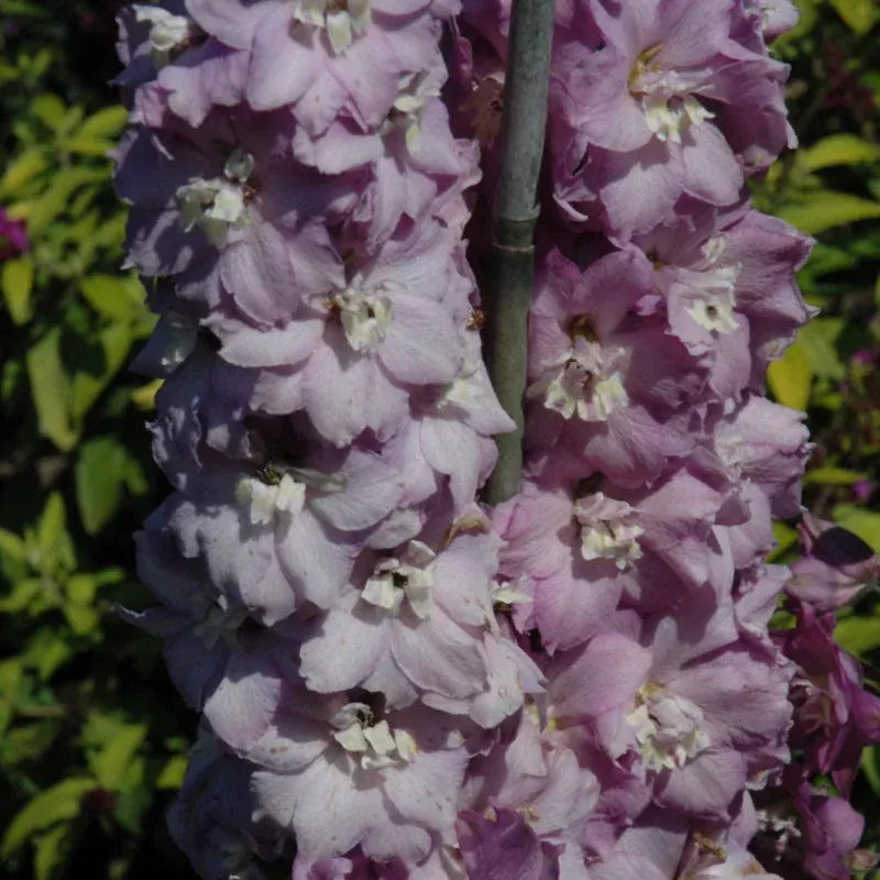 delphinium-dwarf-stars DELPHINIUM DWARF STARS