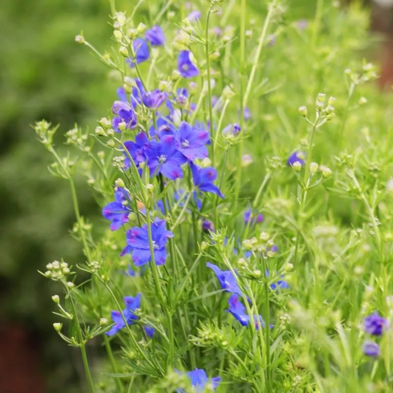 delphinium-jenny-s-pearl-blue-f1-seed Delphinium Jenny’s Pearl Blue F1 Seed