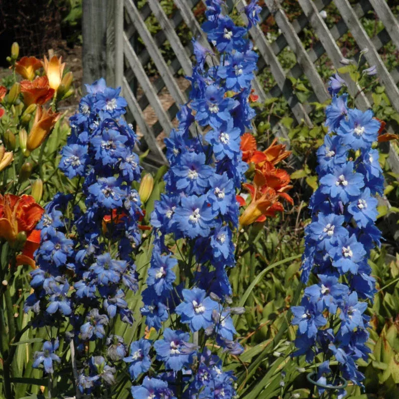 delphinium-millennium-cobalt-dreams DELPHINIUM MILLENNIUM COBALT DREAMS