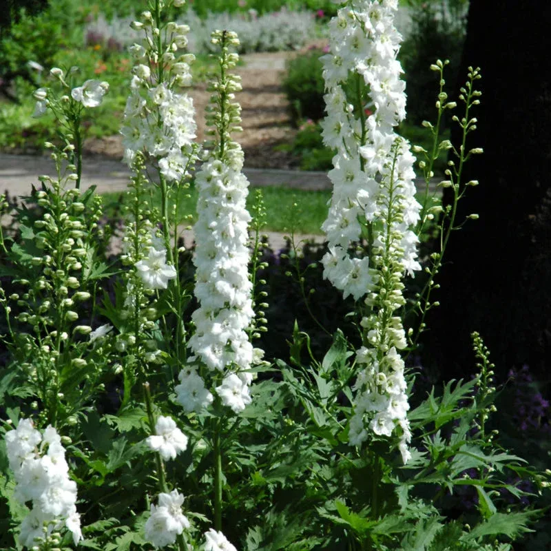 delphinium-pure-white DELPHINIUM PURE WHITE