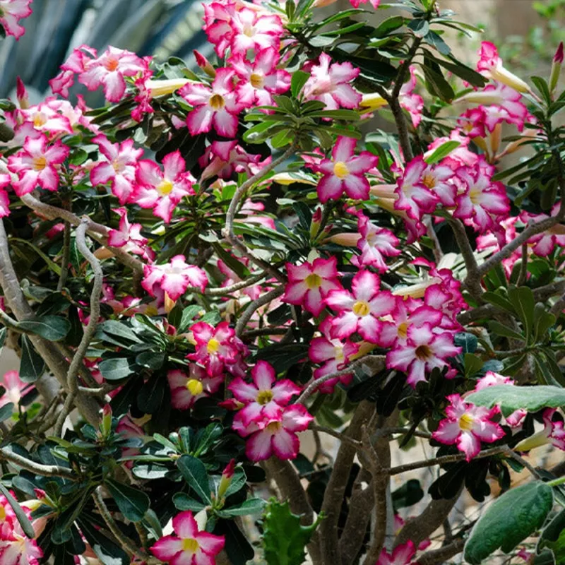 desert-rose-adenium-shrub Desert Rose Adenium Shrub