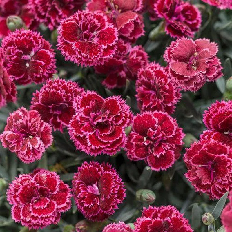 dianthus-black-cherry-frost-fruit-punch-black-cherry-frost-dianthus Dianthus ‘Black Cherry Frost’ ~ Fruit Punch Black Cherry Frost Dianthus