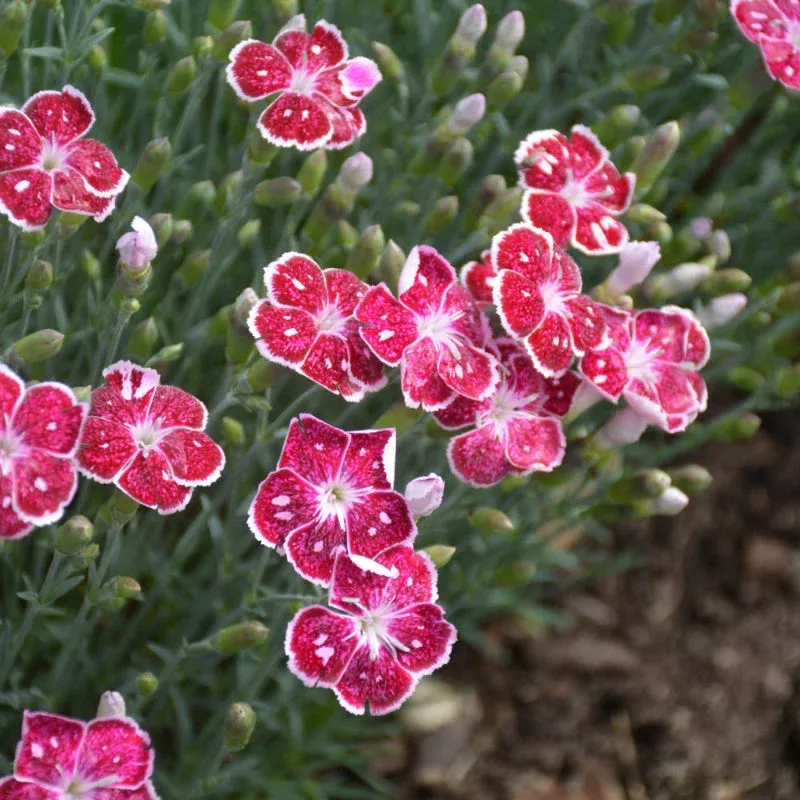 dianthus-fire-ice DIANTHUS FIRE AND ICE