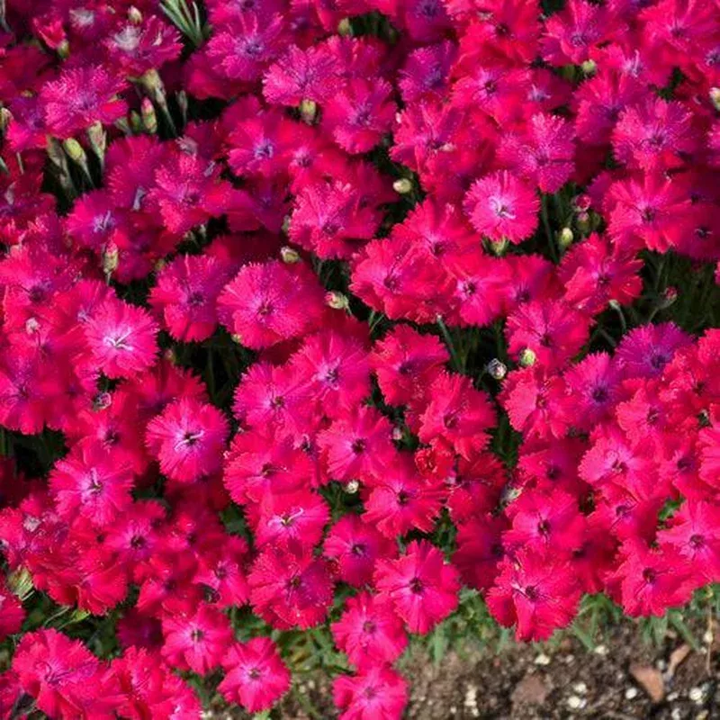 Dianthus ‘Paint the Town Red’ ~ Paint the Town Red Dianthus