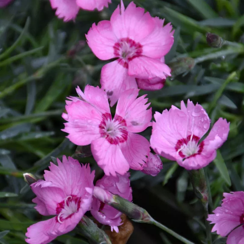 dianthus-pink-twinkle DIANTHUS PINK TWINKLE