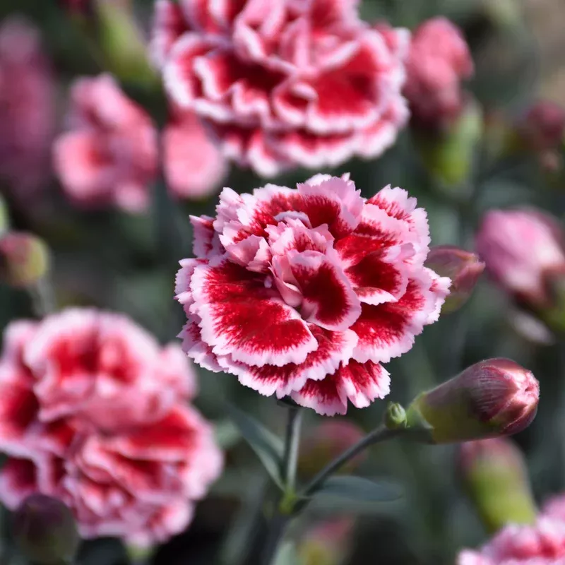 dianthus-sugar-plum DIANTHUS SUGAR PLUM