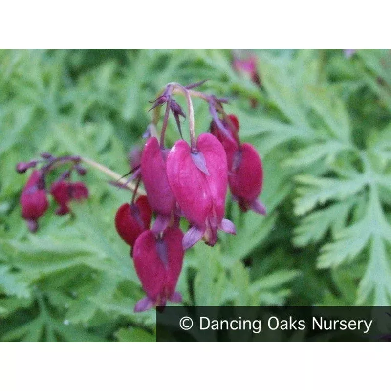 dicentra-formosa-bacchanal-bleeding-heart Dicentra formosa ‘Bacchanal’ Bleeding Heart