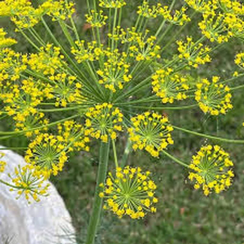dill-seeds-planting-aromatic-herb-your-garden Dill Seeds for Planting: Aromatic Herb for Your Garden