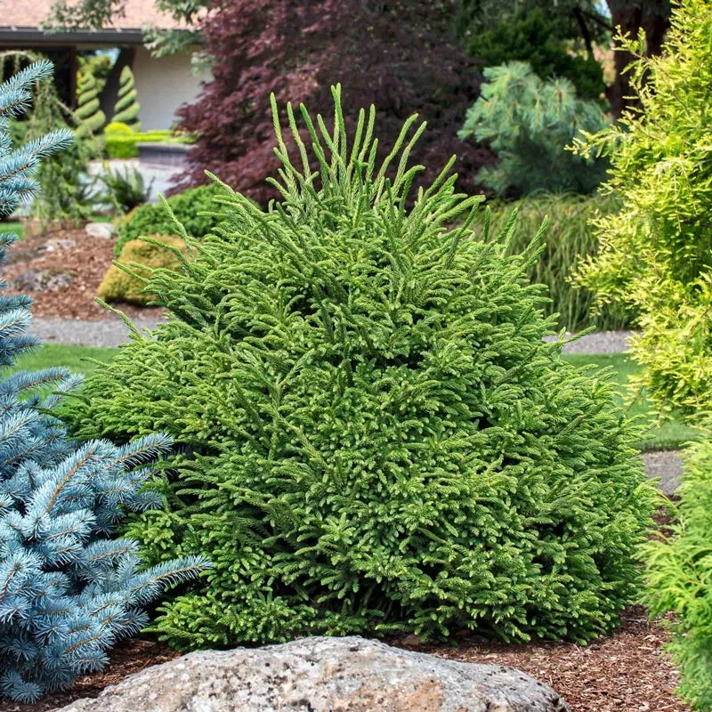 dinger-japanese-cedar Dinger Japanese Cedar