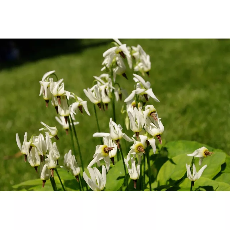 dodecatheon-dentatum-agm Dodecatheon dentatum AGM