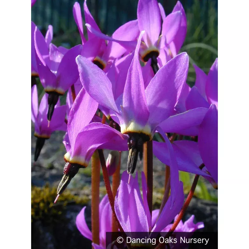 Dodecatheon hendersonii Shooting Stars