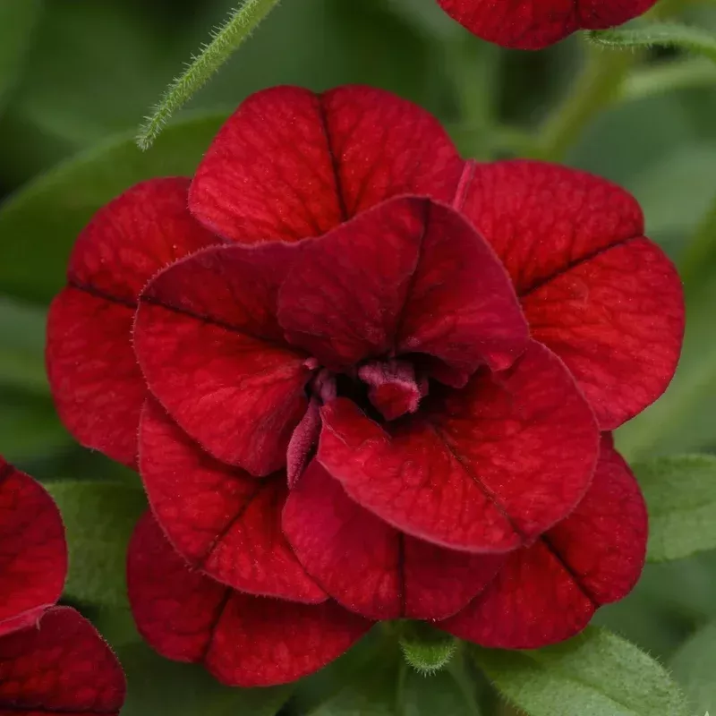 double-red-minifamous-uno-calibrachoa Double Red MiniFamous Uno Calibrachoa