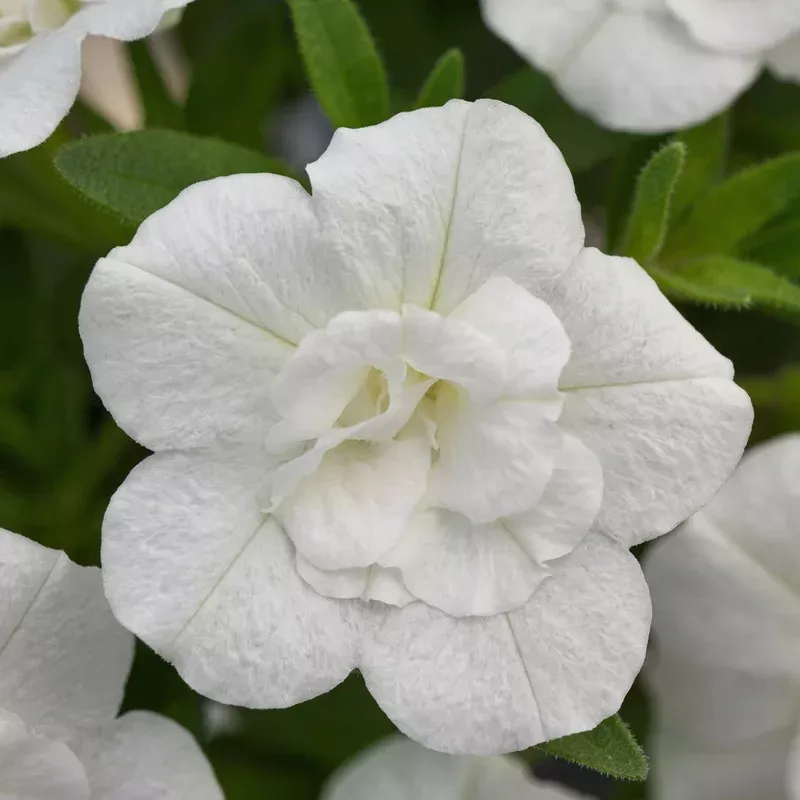 double-white-minifamous-uno-calibrachoa Double White MiniFamous Uno Calibrachoa