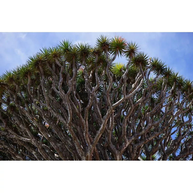 dracaena-draco-dragon-tree-dragon-s-blood-tree Dracaena draco DRAGON TREE, DRAGON’S BLOOD TREE