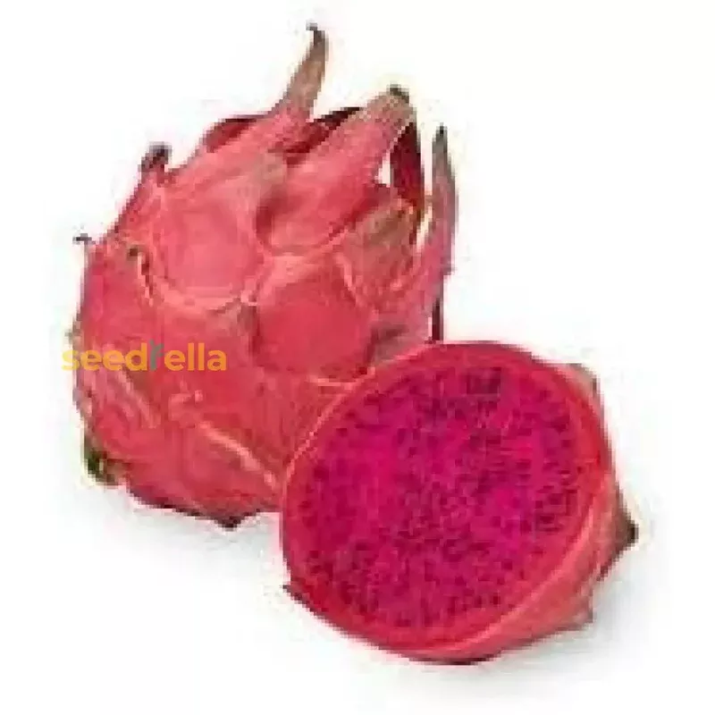 dragon-fruit-seeds-easy-planting Dragon Fruit Seeds for Easy Planting