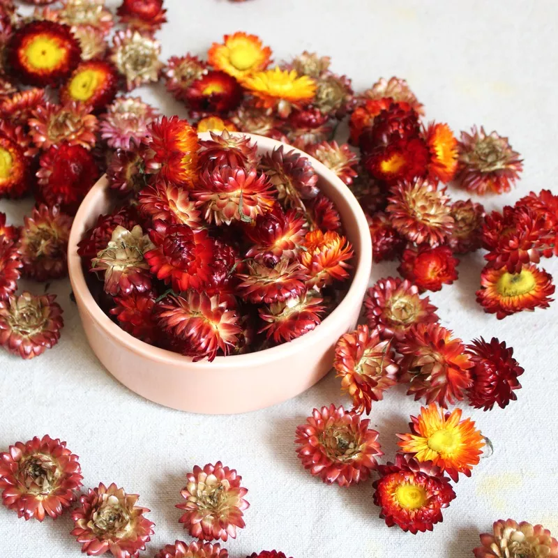 Dried Strawflower Heads Red