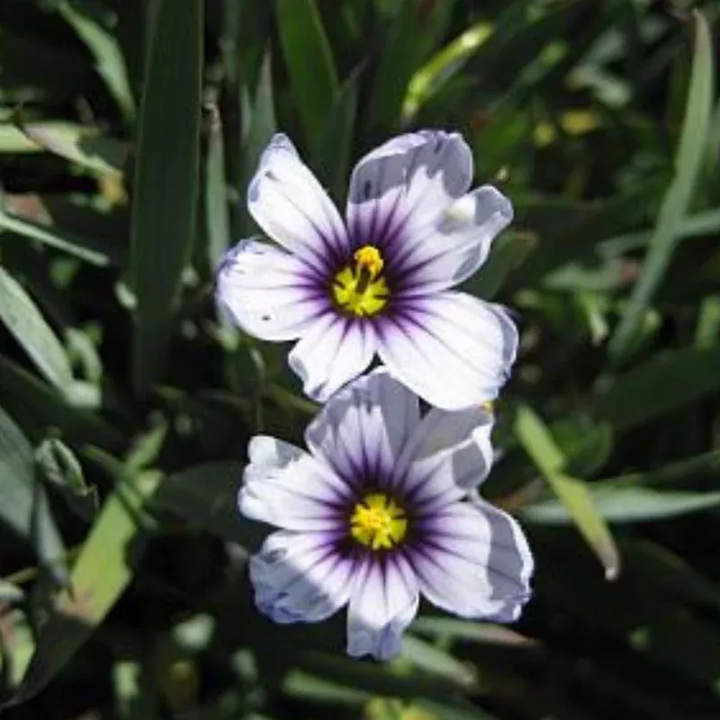 Dwarf Blue-Eyed Grass