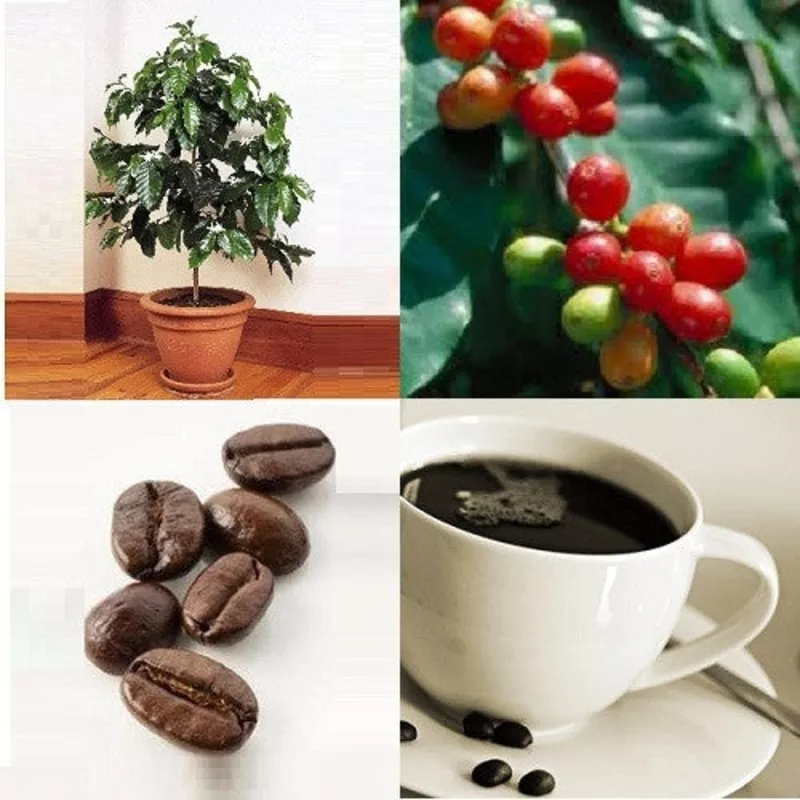 dwarf-coffee-coffea-arabica-nana-evergreen-tree-seeds Dwarf Coffee – Coffea Arabica Nana – Evergreen Tree – Seeds