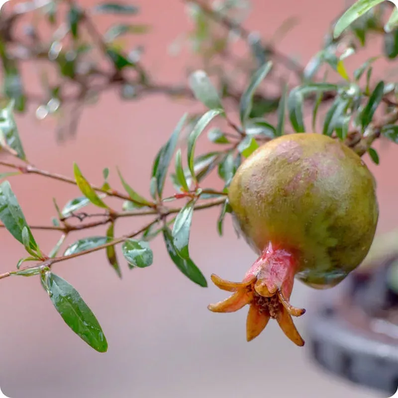 dwarf-pomegranate-tree-seeds-punica-granatum-nana Dwarf Pomegranate Tree Seeds – Punica granatum ‘Nana’