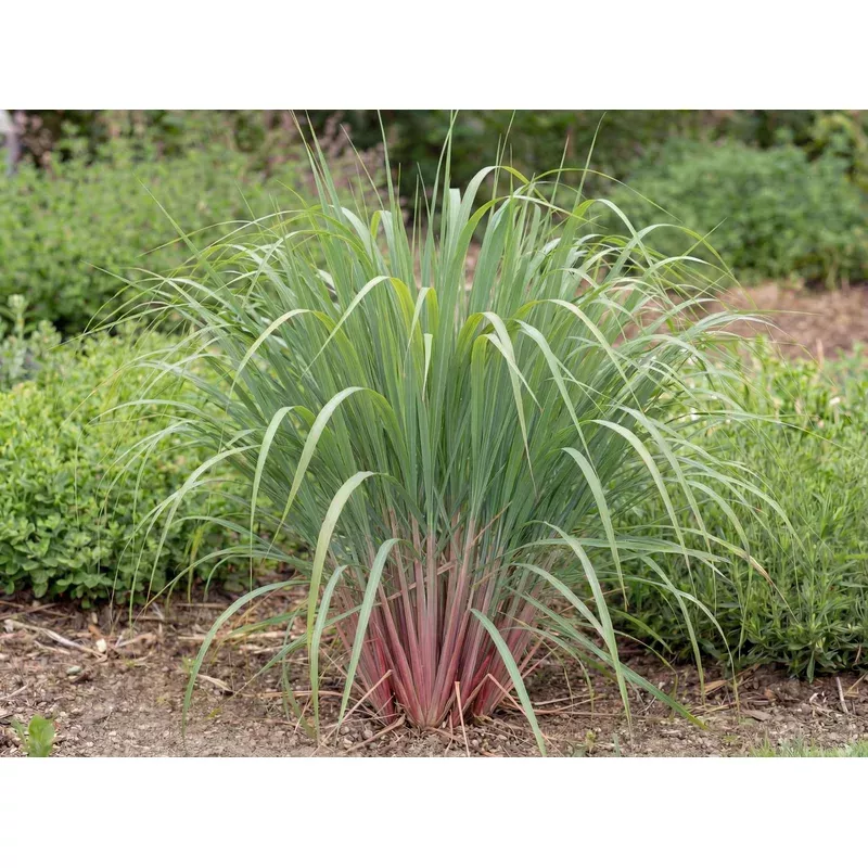 east-indian-lemongrass East Indian Lemongrass