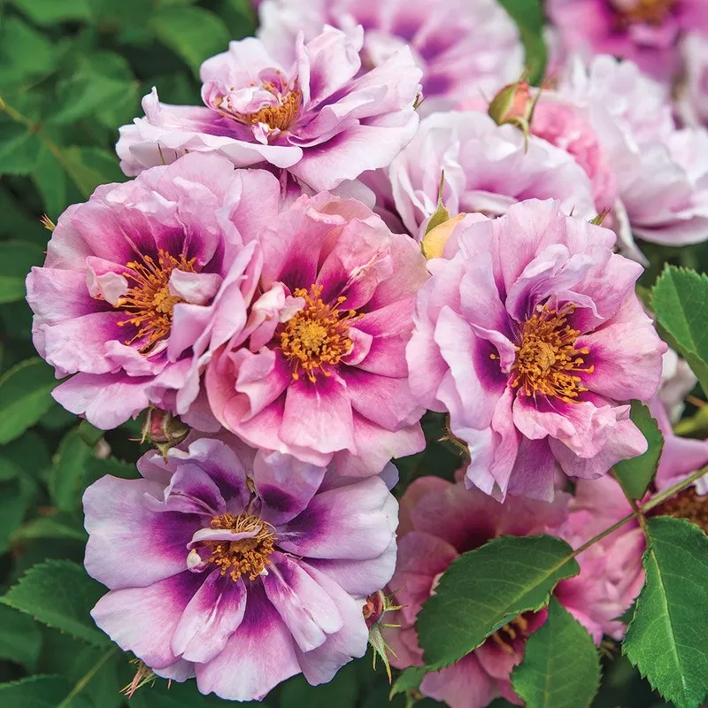 easy-on-eyes-rose-2-gallon-potted-shrub ‘Easy on the Eyes’ Rose – 2 Gallon Potted Shrub
