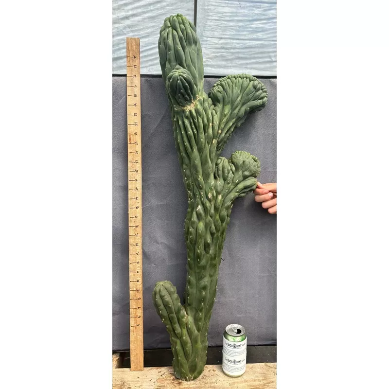 ec12-exact-crested-trichocereus-pachanoi-cactus-cutting #EC12 EXACT Crested Trichocereus Pachanoi Cactus Cutting