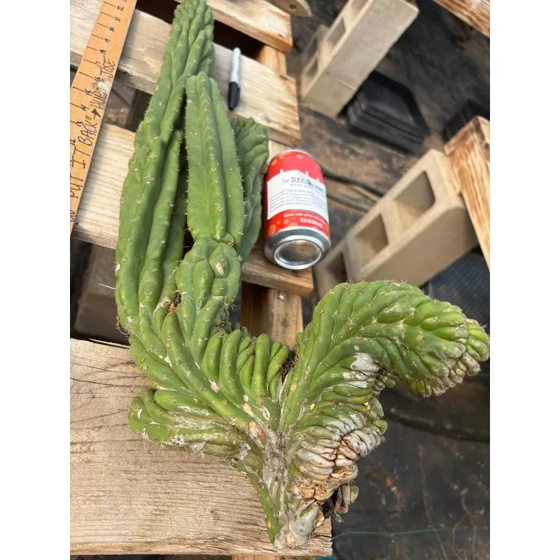 ec126-exact-trichocereus-giant-pachanoi-crested-cactus-cutting-23 #EC126 EXACT Trichocereus GIANT Pachanoi Crested Cactus Cutting 23