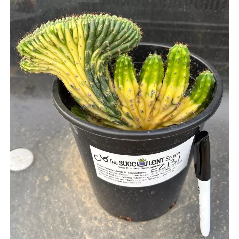 ec131-exact-trichocereus-pachanoi-variegated-crested-cactus #EC131 EXACT Trichocereus Pachanoi Variegated Crested Cactus
