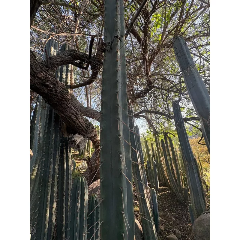 ec153-exact-trichocereus-bridgesii-jiimz-twin-spine-cactus-cuttings #EC153 EXACT Trichocereus Bridgesii Jiimz Twin Spine Cactus Cuttings